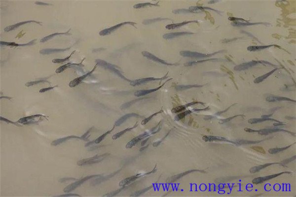 魚(yú)種、秋花和春片