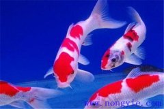 在水族箱中喂養(yǎng)錦鯉要注意些什么？