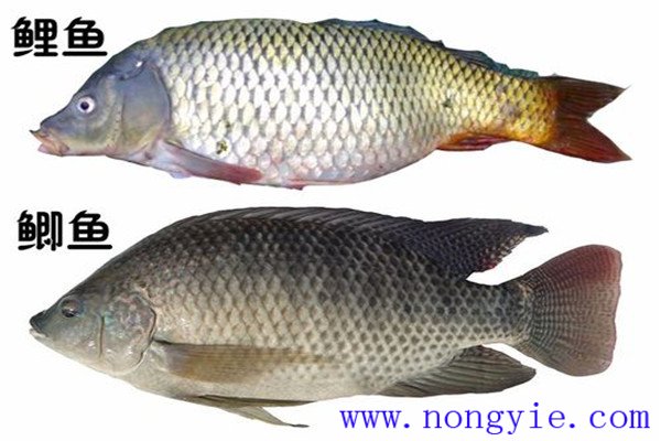 鯉魚(yú)、鯽魚(yú)