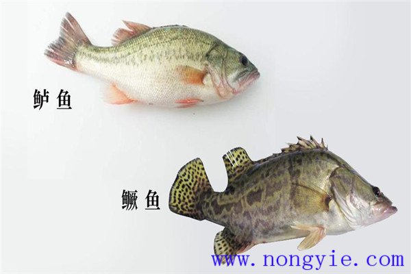 鱖魚(yú)、烏鱧、加州鱸