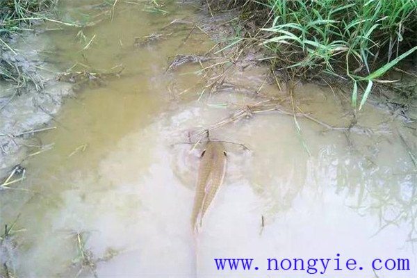 怎樣利用小山塘、魚池、坑凼培育魚苗、魚種