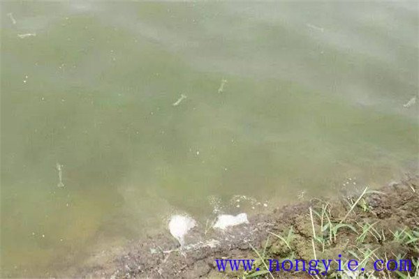 施肥要注意改善魚苗、魚種池水質(zhì)