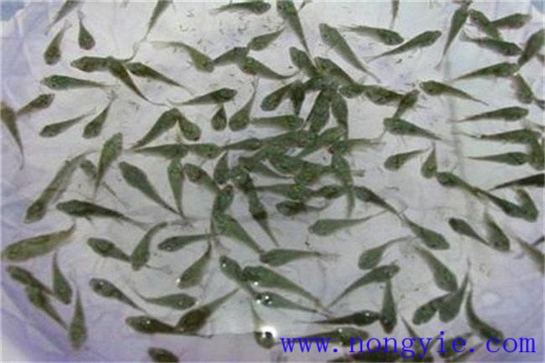 魚苗運(yùn)輸要注意時間選擇
