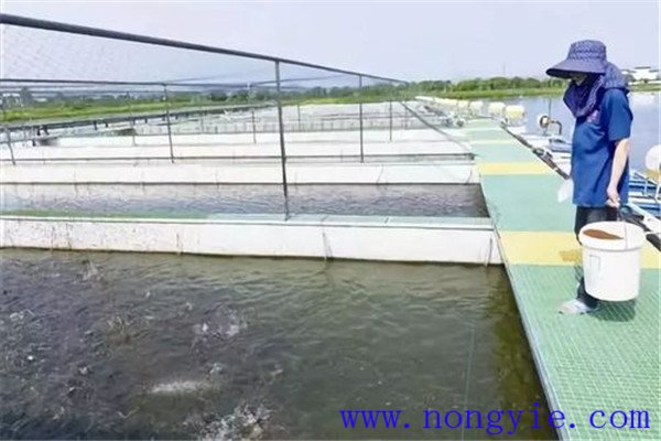 保證飼料質(zhì)量、掌握好投喂量