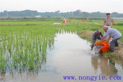 稻田養(yǎng)魚的現(xiàn)代養(yǎng)殖模式有哪些新的變化？