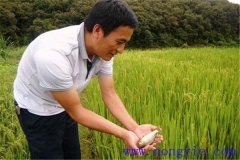 稻田養(yǎng)魚為什么不普及，其限制性因素有哪些？
