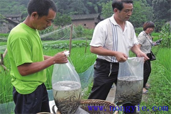 農民觀念束縛因素