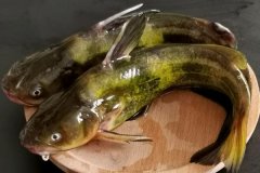 如何宰殺黃骨魚、怎么清洗，怎么挑選黃骨魚