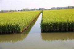 稻田養(yǎng)殖羅氏沼蝦的技術(shù)措施，需注意哪些事項(xiàng)