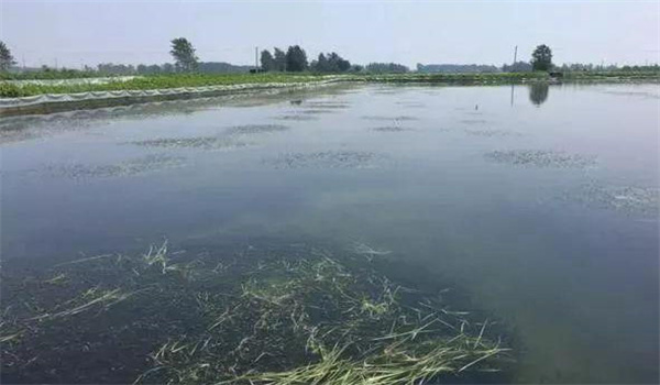 凈化、穩(wěn)定水質