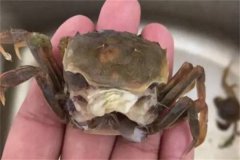 海水蟹類脫殼期死亡的原因是什么，如何處理？