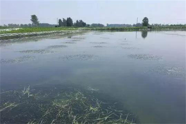 栽種水草，嚴格管護