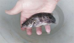 常見的魚病有幾種類型，病毒性魚病有幾種
