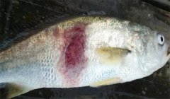 腸炎病，豎鱗病等細菌性魚病防治技術(shù)問答