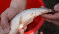 怎樣防治魚的中華魚鳋病，其癥狀表現(xiàn)如何？