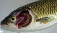 魚類爛鰓病的病因是什么，有哪些癥狀表現(xiàn)？