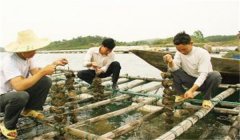 河蚌怎樣采捕、運(yùn)輸與暫養(yǎng)