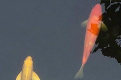 錦鯉魚(yú)幾天喂一次比較好，一次喂多少合適