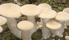 食用菌有哪些營養(yǎng)類型:腐生性、共生性、寄生性