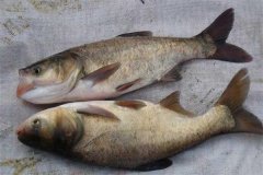 鳙魚和鰱魚的區(qū)別，鳙魚和鰱魚如何搭配放養(yǎng)