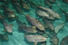 目前石斑魚的養(yǎng)殖品種、養(yǎng)殖方式情況介紹