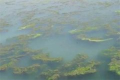 龍蝦池塘中的青苔怎么處理，怎么快速清除干凈