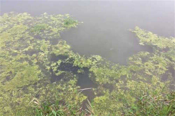 龍蝦死亡會漂浮水面嗎？