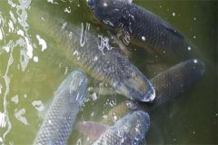 吊養(yǎng)草魚、鳙魚養(yǎng)殖經驗總結