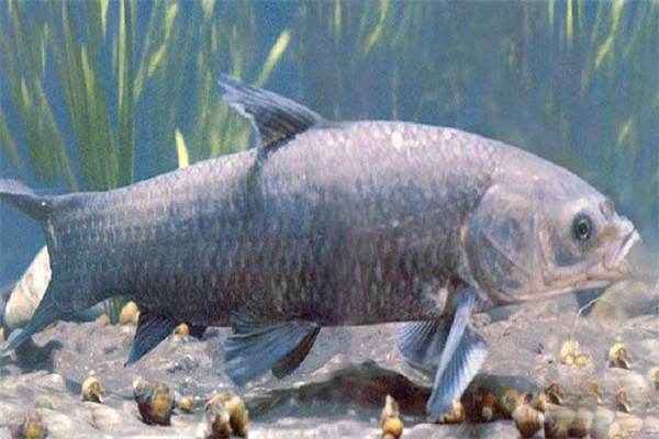 青魚催產(chǎn)劑的種類、劑量和注射方法