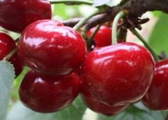美早櫻桃樹幾年結(jié)果？美早櫻桃種植技術(shù)要點(diǎn)