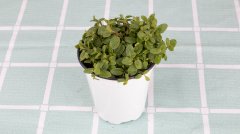 薄荷盆栽可以放臥室嗎？盆栽薄荷怎么養(yǎng)