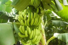 香蕉一般多久成熟？香蕉生長(zhǎng)環(huán)境和條件簡(jiǎn)介