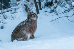 冬季野兔的活動規(guī)律，它冬天什么時候出來？