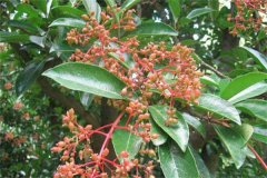 珊瑚樹的生態(tài)習(xí)性、栽培管理與園林用途