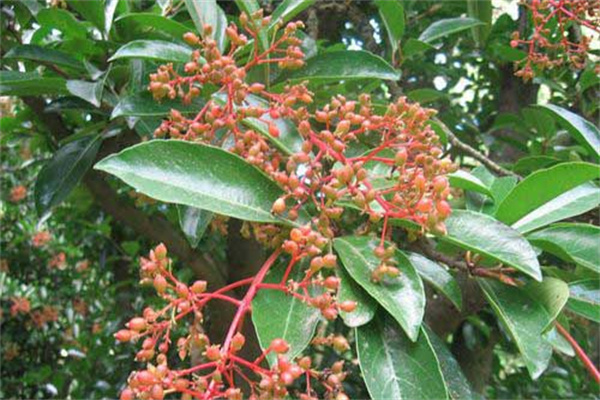 珊瑚樹(shù)的生態(tài)習(xí)性、栽培管理與園林用途