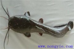 革胡子鯰怎么養(yǎng)殖，它有哪幾種養(yǎng)殖方式