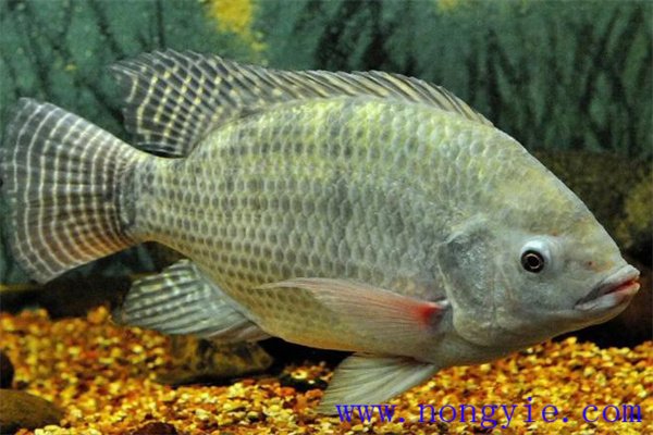 奧尼羅非魚飼養(yǎng)管理、人工投餌