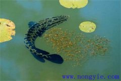 烏魚(yú)的產(chǎn)卵季節(jié)、成熟年齡、懷卵量與產(chǎn)卵量