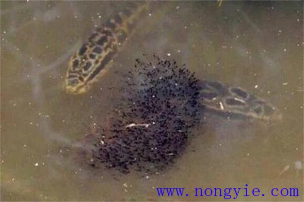 烏魚的懷卵量、產(chǎn)卵量