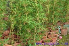 唐竹的特點(diǎn)和用處都有哪些？