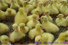 剛買回來的鵝苗如何飼養(yǎng)，如何預(yù)防疾?。? /></a>
            <a href=