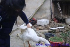 家里怎樣殺鵝，殺鵝怎么拔毛最快干凈？