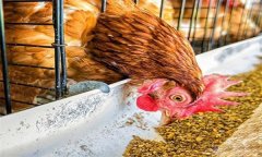 雞浪費飼料？告訴你養(yǎng)雞省料的小竅門
