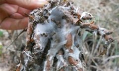蒼術(shù)白絹病有何癥狀，怎樣防治蒼術(shù)白絹病？