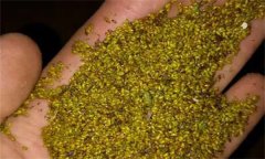 黃連種子的生理特性，如何采收和貯藏黃連種子