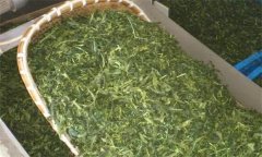 炒青綠茶加工分哪幾道工序、具體方法是什么？