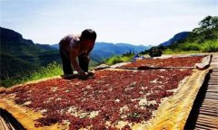 花椒采摘后怎樣晾曬？花椒晾干方法簡(jiǎn)介