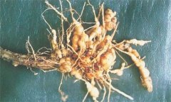 如何防治蒼術(shù)根結(jié)線蟲(chóng)病，它有危害癥狀？