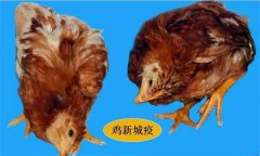 雞呼吸道疾病有哪些，防治治療的重點(diǎn)是什么？
