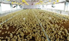 雛雞育雛舍通風換氣須注意什么？